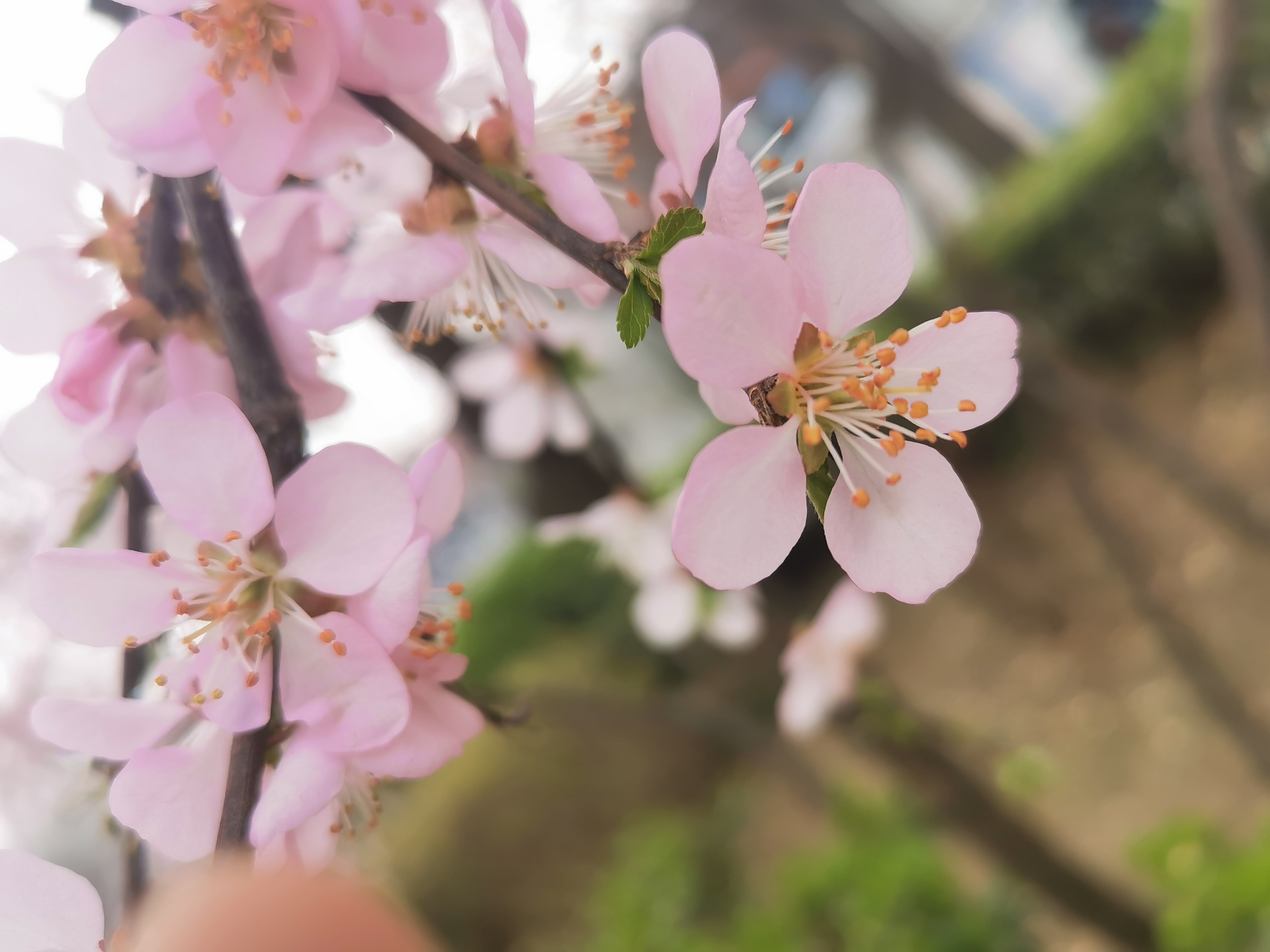 国产69精品久久久久人妻